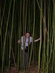 Pipiai Trail - Bamboo Forest
